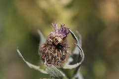 Carpocoris melanocerus