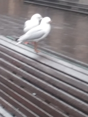 Chroicocephalus novaehollandiae