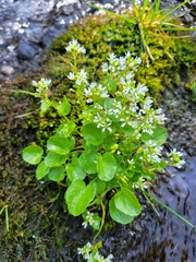 Cochlearia pyrenaica
