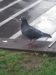 Columba livia domestica
