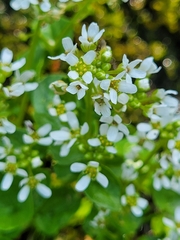 Cochlearia pyrenaica