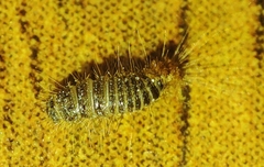 Anthrenus