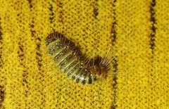 Anthrenus