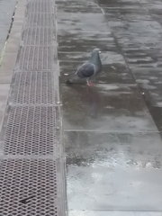 Columba livia domestica