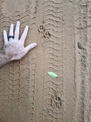 Ichneumia albicauda grandis