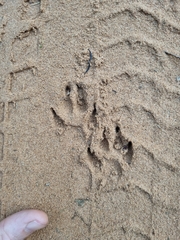 Ichneumia albicauda grandis