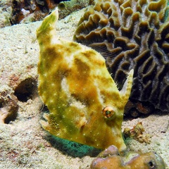 Pseudomonacanthus macrurus