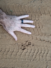 Ichneumia albicauda grandis