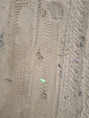 Ichneumia albicauda grandis