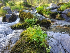 Cochlearia pyrenaica