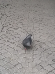 Columba livia domestica