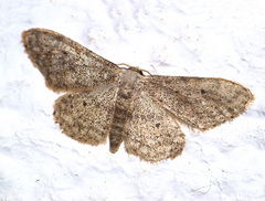 Idaea seriata