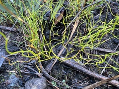 Empodisma gracillimum