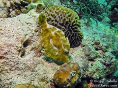 Pseudomonacanthus macrurus