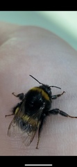 Bombus terrestris
