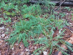Oxytropis interposita