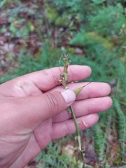 Oxytropis interposita