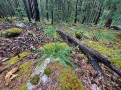 Oxytropis interposita