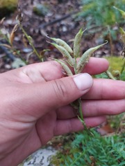 Oxytropis interposita