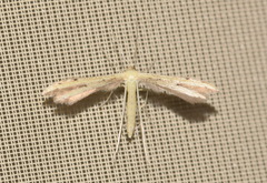 Adaina microdactyla