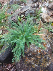 Oxytropis interposita