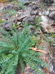Oxytropis interposita