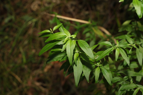 Image of Prostanthera ovalifolia by (c) Greg Tasney, some rights reserved (CC BY-SA)