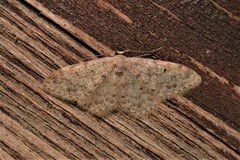 Idaea alyssumata