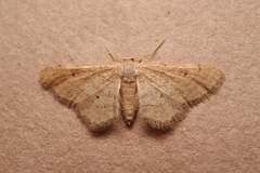 Idaea belemiata
