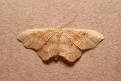 Idaea dromikos