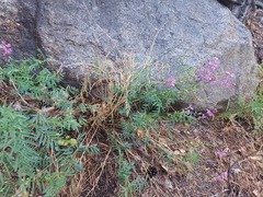 Astragalus versicolor