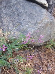 Astragalus versicolor