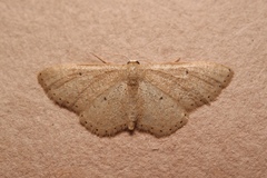 Idaea obsoletaria