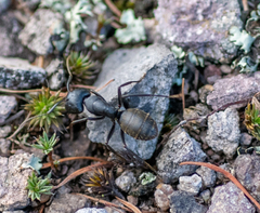 Camponotus saxatilis