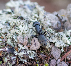 Camponotus saxatilis