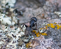 Camponotus saxatilis