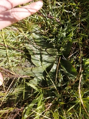 Ledebouria ovatifolia