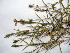 Dianthus woroschilovii