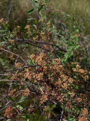 Spiraea crenata