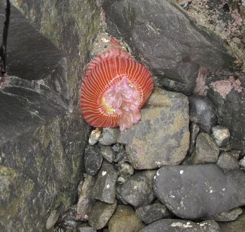 Epiactis thompsoni
