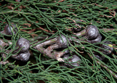 Callitris drummondii