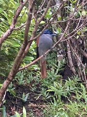 Terpsiphone bourbonnensis