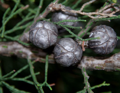 Callitris drummondii