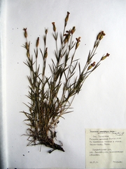 Dianthus woroschilovii
