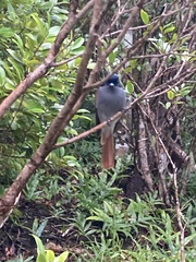 Terpsiphone bourbonnensis