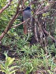 Terpsiphone bourbonnensis