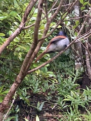 Terpsiphone bourbonnensis