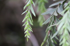 Tmesipteris tannensis