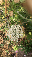 Daucus carota