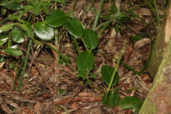 Hoya australis australis
